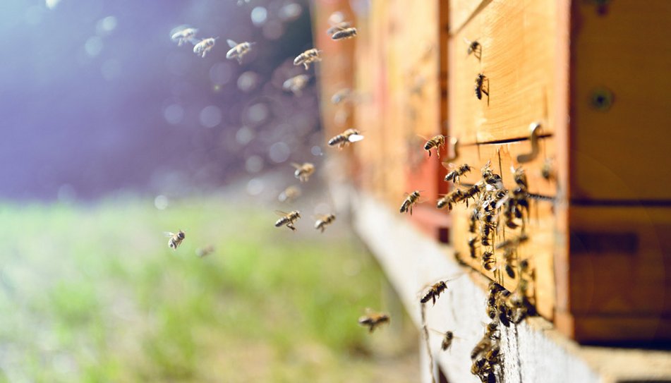 Bienenkasten auf dem Schulgelände