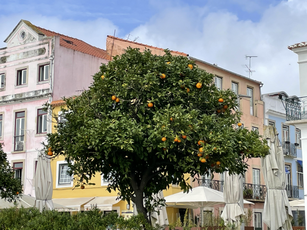 Laborschule Chormonie Lissabon 2026